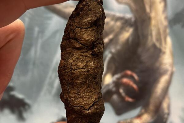 Imagen de heces fosilizadas de un Smok wawelski, un arcosaurio triturador de huesos, con una reconstrucción de Smok al fondo. Crédito: Grzegorz Niedzwiedzki/Imagen cedida por la Universidad de Uppsala.