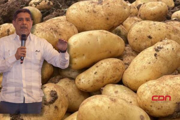 RD logra autosuficiencia en la producción de papas.(foto, fuente externa)