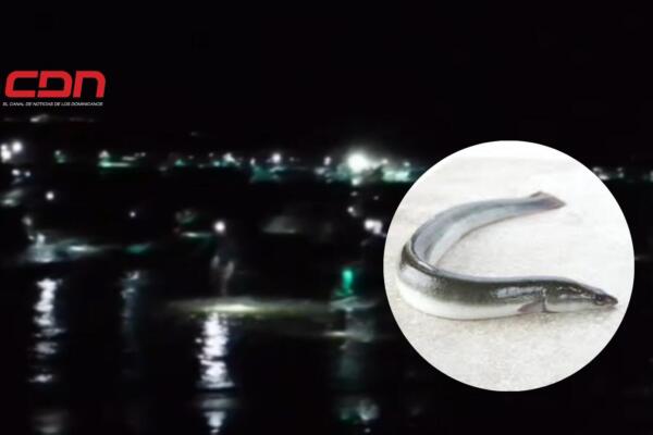 La búsqueda de este codiciado pez se intensifica durante la noche, cuando las aguas de la costa permiten una mayor captura. 
