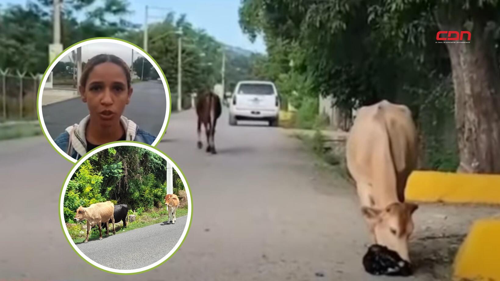 Vaca