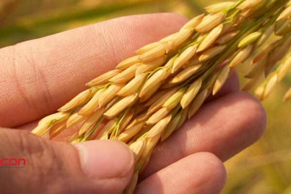 Productores fronterizos ven tarde la protección al arroz local frente al DR-CAFTA. (foto, fuente externa)