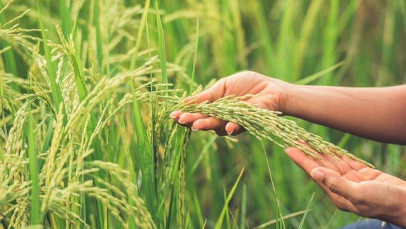 5 Razones que resaltan la importancia del arroz para los dominicanos
