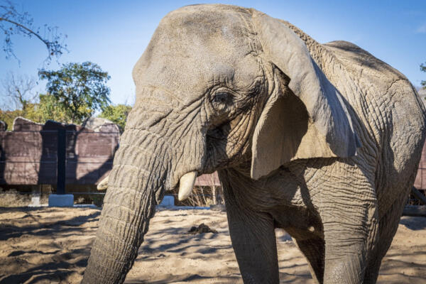 Imagen de la elefanta africana Yoyo, la más longeva de su especie del mundo, fallecida en el Zoo de Barcelona. 
EFE