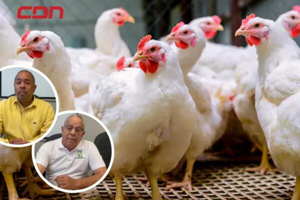 Sobreproducción de pollos afecta a productores avícolas.