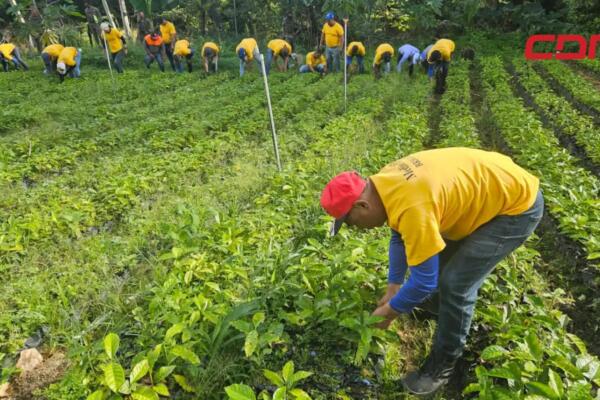 Privados de libertad plantando especies de árboles endémicos en diferentes puntos del país.