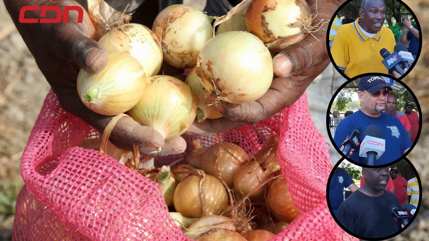 Productores de cebolla advierten perdidas millonarias en el sector