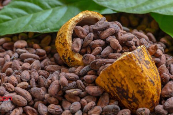 Hoy es Día Nacional del Cacao, uno de los ingredientes más queridos de Estados Unido. (foto, fuente externa)