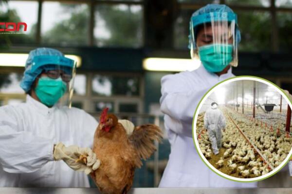 Los virus de la gripe aviar son contribuyentes clave a la aparición de pandemias de gripe humana. Foto: Fuente externa 