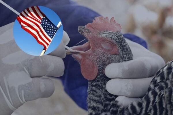 Virus H5N1 es reportado por Estados Unidos en un paciente.
