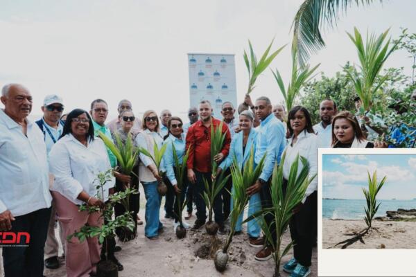 Siembran plántulas de coco enano. Foto: Fuente externa 