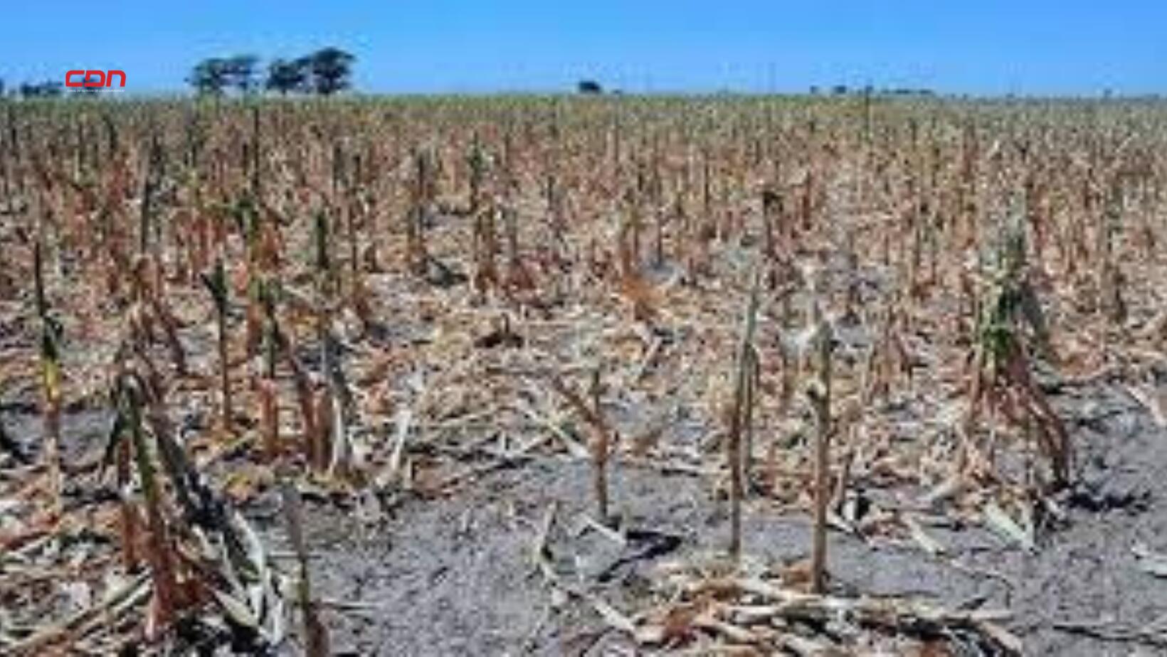 fenómeno