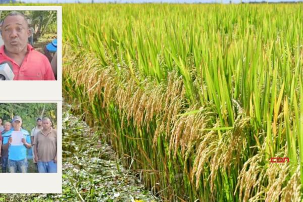 Afirman que quienes buscar sacarlos de sus tierras, aprovechan que las cosechas de arroz están lista. Foto: Fuente externa 