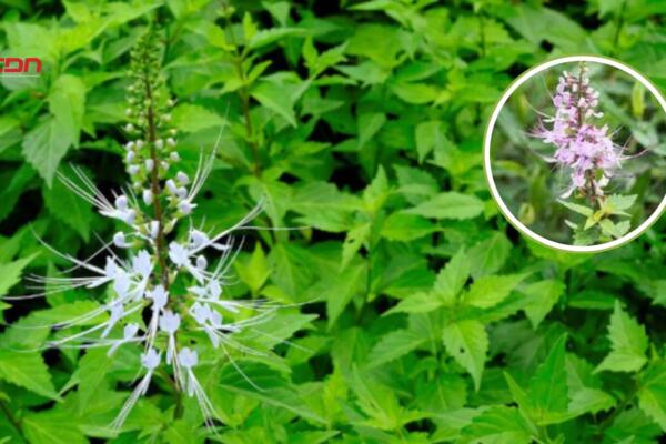 Reduce la tensión arterial y tiene efectos antidiabéticos y antiinflamatorios. Foto: Fuente externa 