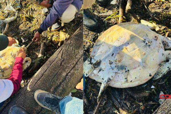 La tortuga fue trasladada por las autoridades para estudios más detallados. Foto: Fuente externa 