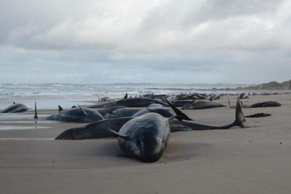 Un total de 157 ballenas murieron o resultarán sacrificadas tras quedar varadas en una remota playa al sur de Australia (FOTO: EFE)
