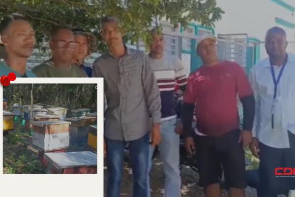 Piden a las autoridades una investigación urgente para evitar el colapso de la apicultura en la región. Foto: Fuente externa 