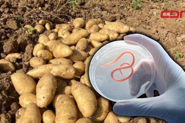 El informe fue presentado por el Departamento de Sanidad Vegetal del Ministerio de Agricultura.