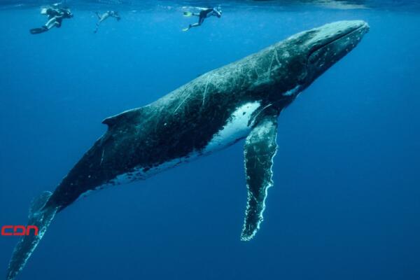 Afortunadamente, el joven pudo liberarse segundos después por el gigante marino. (foto, fuente externa)