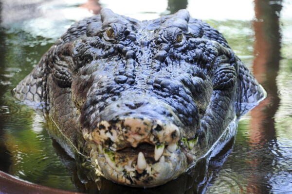 Fotografía de un cocodrilo australiano en las instalaciones de Green Island. AFP
