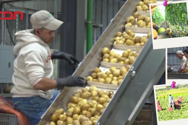 Constanza: El corazón agrícola que nutre a la nación y compite con el mundo.