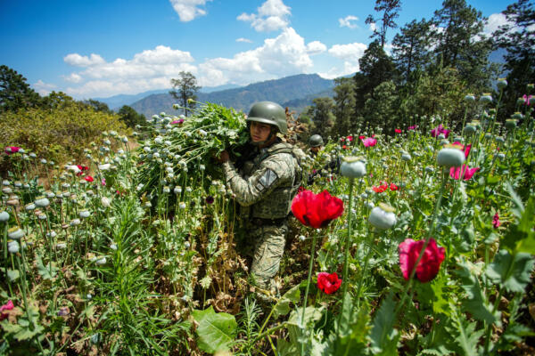 Ejército atribuye baja en cultivos ilícitos a incentivos gubernamentales en sur de México