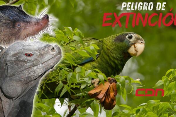 En el país existe una Lista Roja que incluye a las especies endémicas que se encuentran en peligro de extensión.