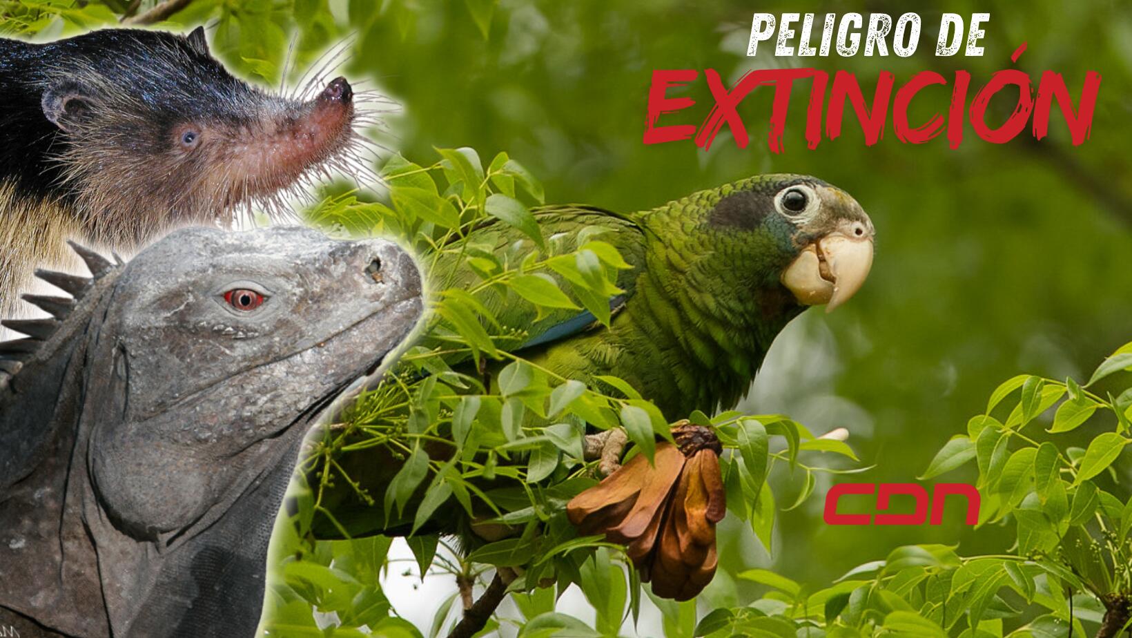 Especies endémicas en peligro de extinción en la República Dominicana