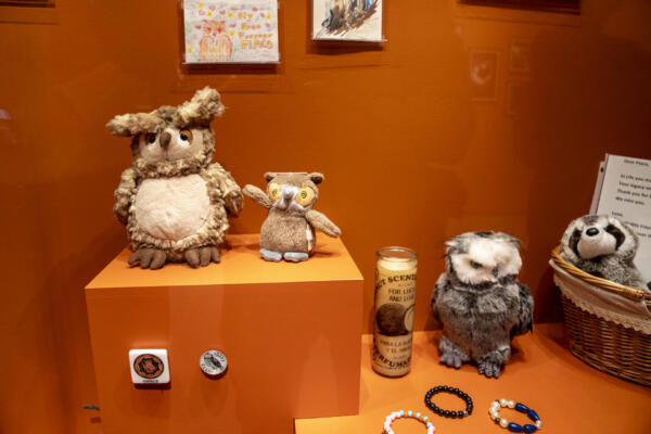 Museo conmemora vida de búho que escapó de zoo y se convirtió en icono