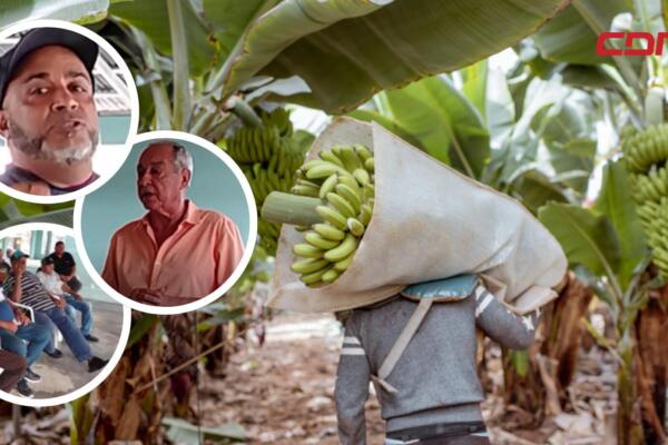 Productores de plátanos piden  al Ministerio de Agricultura pago pendiente.  