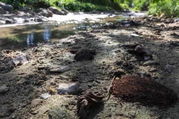 El río Tireo se apaga: entre la deforestación y la contaminación