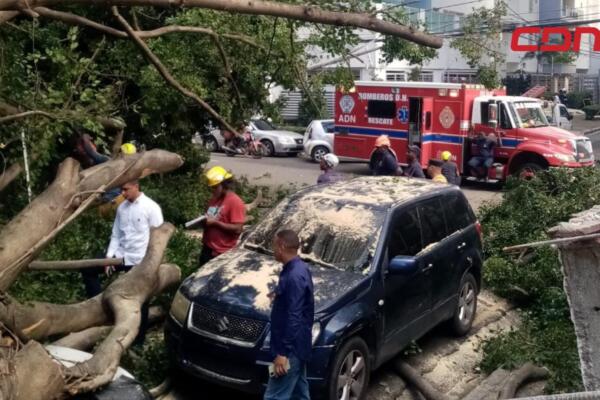 Bomberos DN trabajan para retirar árbol caído en calle El Retiro
