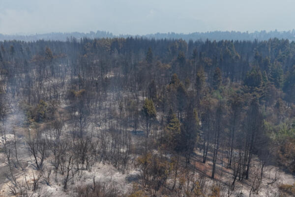 Fotografía que muestra un área afectada por los incendios el 3 de febrero de 2025 en El Bolsón, Río Negro (Argentina). EFE/Gonzalo Keogan