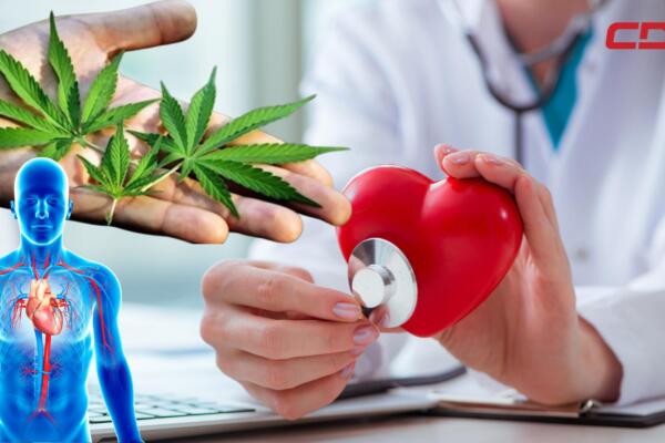 La especialista destacó que la marihuana puede desencadenar arritmias, formación de trombos, infartos e incluso derrames cerebrales. 