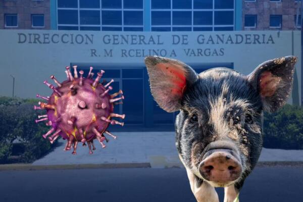 La Dirección General de Ganadería, adscrita al Ministerio de Agricultura, identificó focos de fiebre porcina africana en cuatro provincias. Foto: CDN Digital