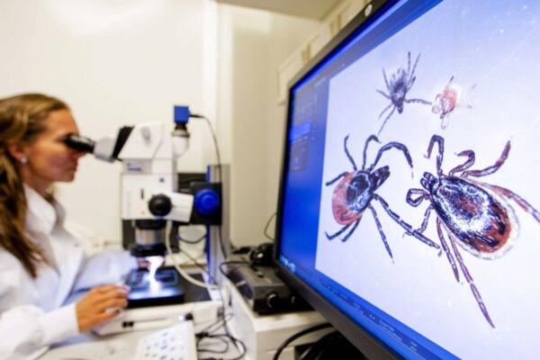 Avances en contra de los síntomas de la enfermedad de Lyme