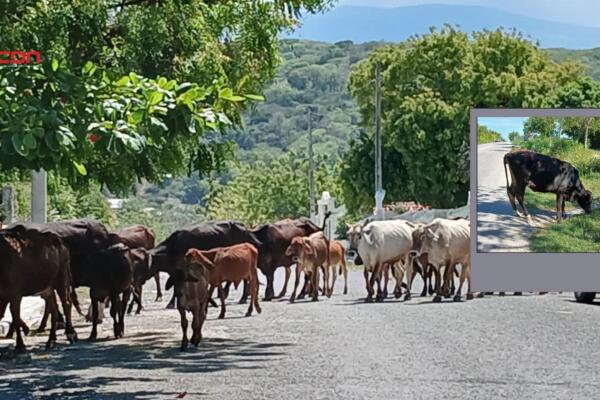 Agregan que esta situación representa un peligro constante para quienes transitan por la ciudad. Foto: Fuente externa 