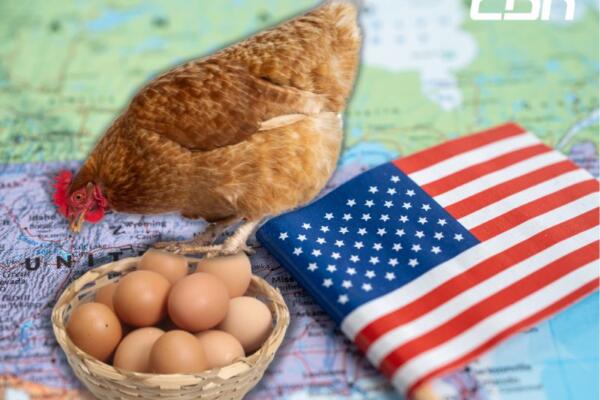 Gallinas en alquiler en Estados Unidos.
