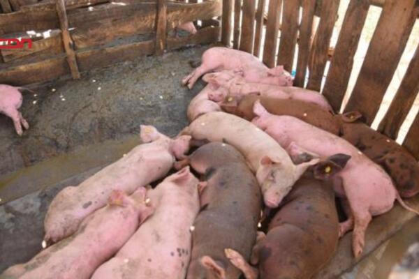 Gobierno implementa medidas preventivas contra la Fiebre Porcina Africana. (Foto, fuente externa)
