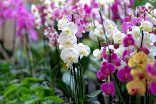 Feria de Orquídeas en el Jardín Botánico Un refugio para reconectar con la naturaleza y el bienestar emocional
