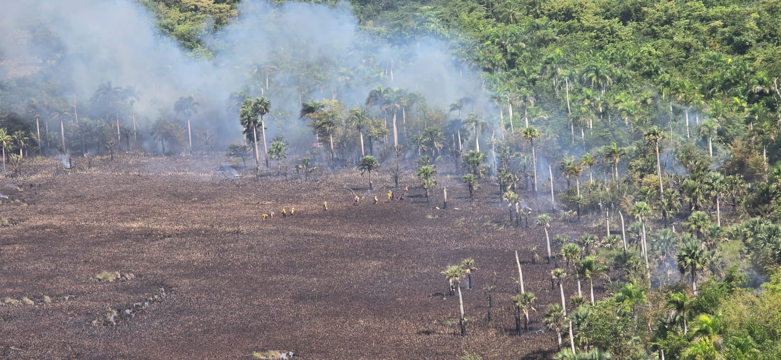 COE y organismos de emergencia controlan incendio forestal en Hoyo Claro