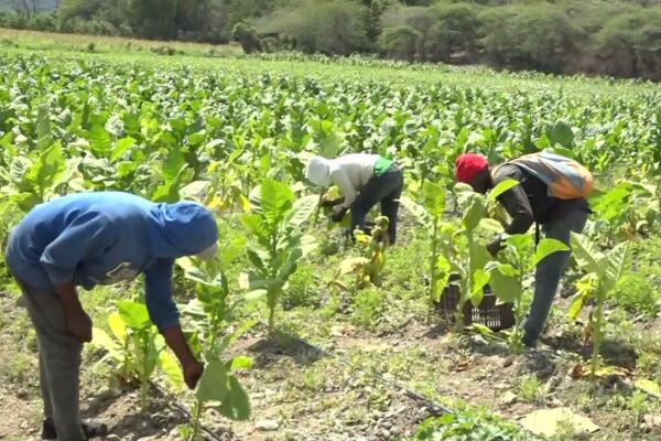 Aferrados a la tierra: Plan San Juan recibirá RD$1,100 MM, pero cuestionan su avance