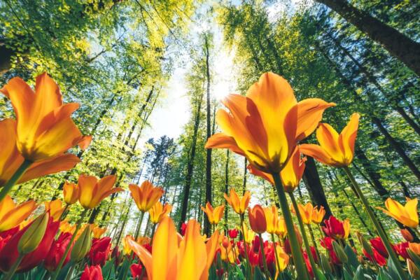 Este jueves 20 de marzo termina el invierno en el hemisferio norte y se da el inicio a la primavera que durará tres meses en nuestra región.