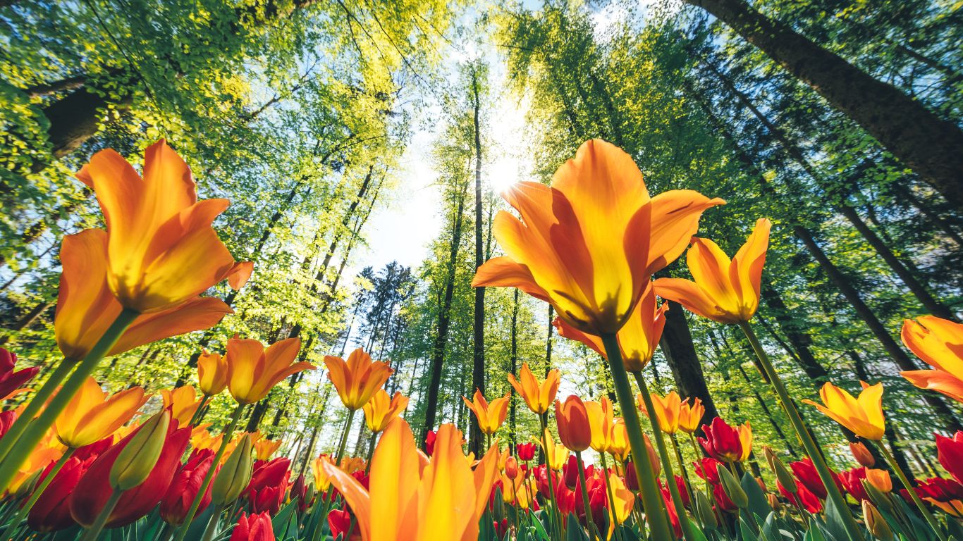 Este jueves 20 de marzo termina el invierno en el hemisferio norte y se da el inicio a la primavera que durará tres meses en nuestra región.