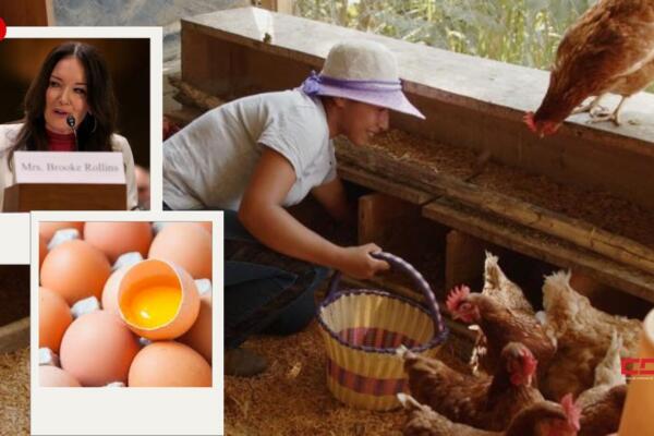 Brooke Rollins sugirió a los estadounidenses considerar la crianza de gallinas en sus patios. Foto: Fuente externa 