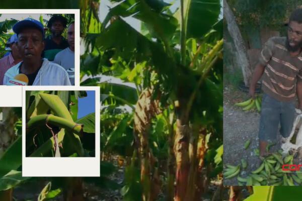 Los productores acusan a al cuerpo policial en la provincia de no hacer nada. Foto: Fuente externa 