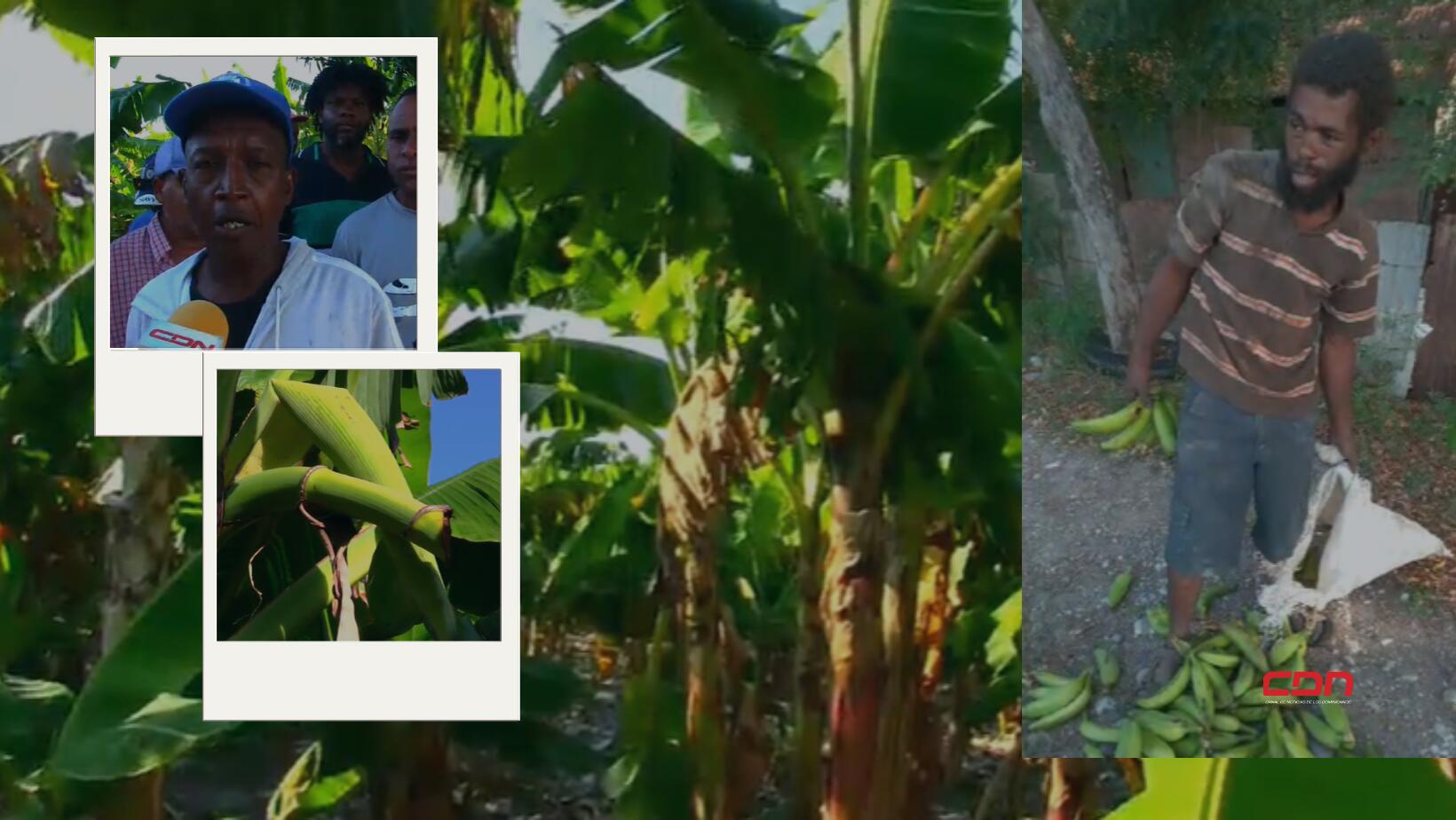 plantaciones