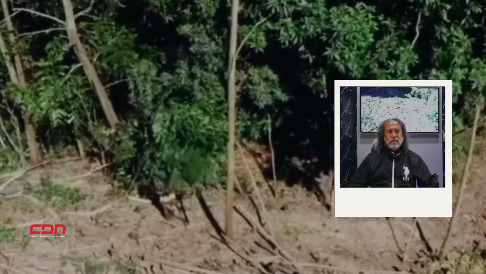 Tala de árboles