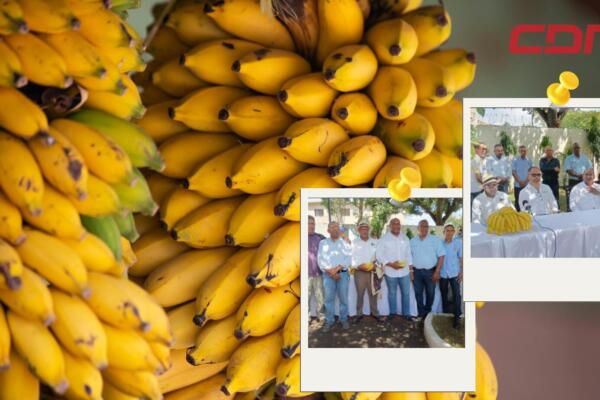 Los productores de banano solicitaron al Inespre saldar deuda de 10 millones de pesos. 
