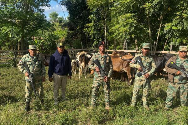 Unidades de drones y patrullas del Ejército localizaron ganado reportado como robado en Dajabón y fue entregado a su propietario. Foto: CDN Digital