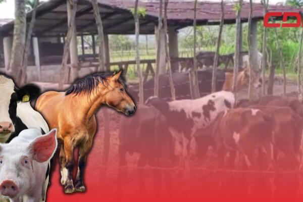 Ganaderos denuncian abuso contra sus animales en finca. 